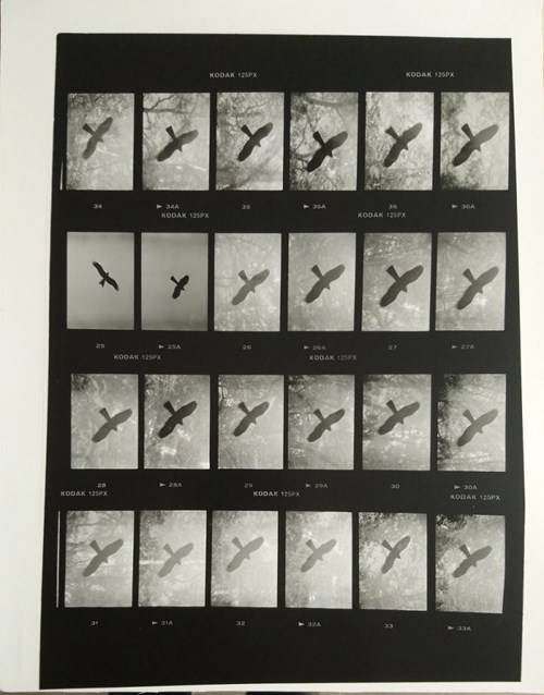  do salonu artysty Krzysztof Wojciechowski pod tytułem Ptaki drapieżne z cyklu "Kolekcje samurajskie"