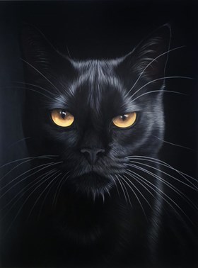 So What? – from the Offended Cats series