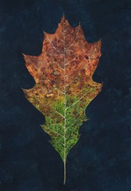 Obraz do salonu artysty Maria Danielak pod tytułem Jesienny liść dębu czerwonego