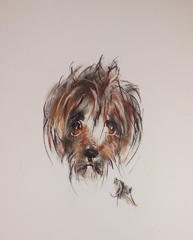 Obraz do salonu artysty Bożena Wahl pod tytułem Portret psa - z cyklu portrety zwierząt 053